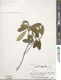 Ilex cassine image