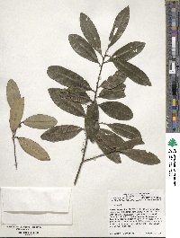 Ilex cassine image