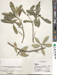 Ilex cassine image