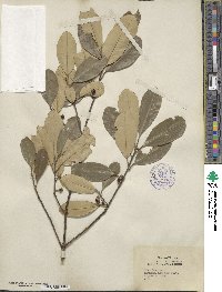 Ilex cassine image