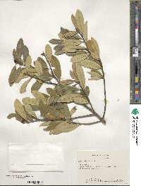 Ilex cassine image