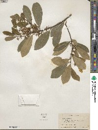 Ilex cassine image