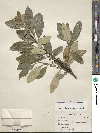 Ilex cassine var. latifolia image