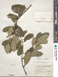 Ilex cassine var. latifolia image