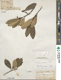 Ilex cassine var. latifolia image