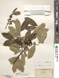 Ilex cassine var. latifolia image