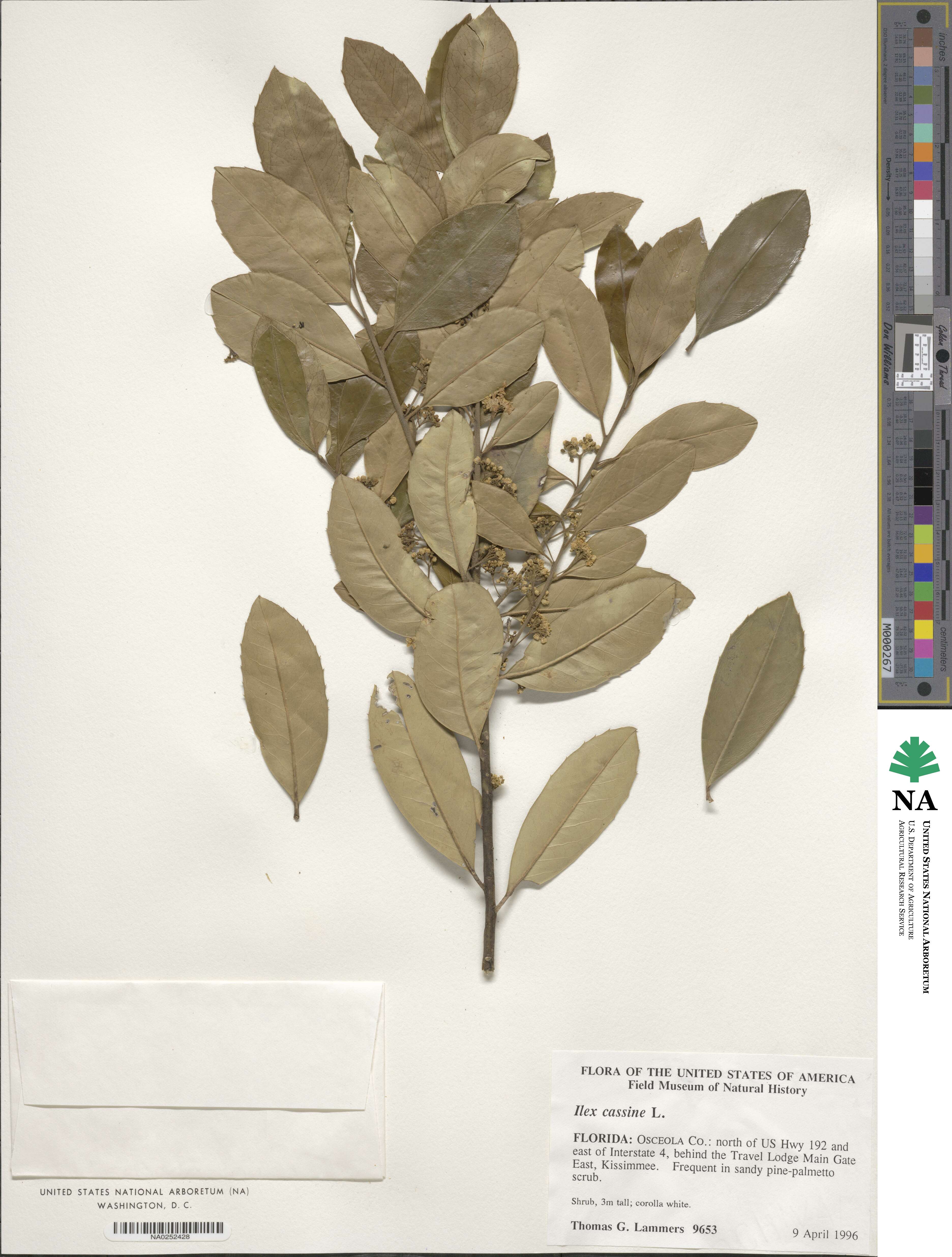 Ilex cassine image