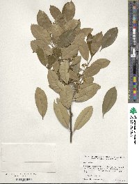 Ilex cassine var. latifolia image