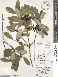 Ilex cassine var. latifolia image