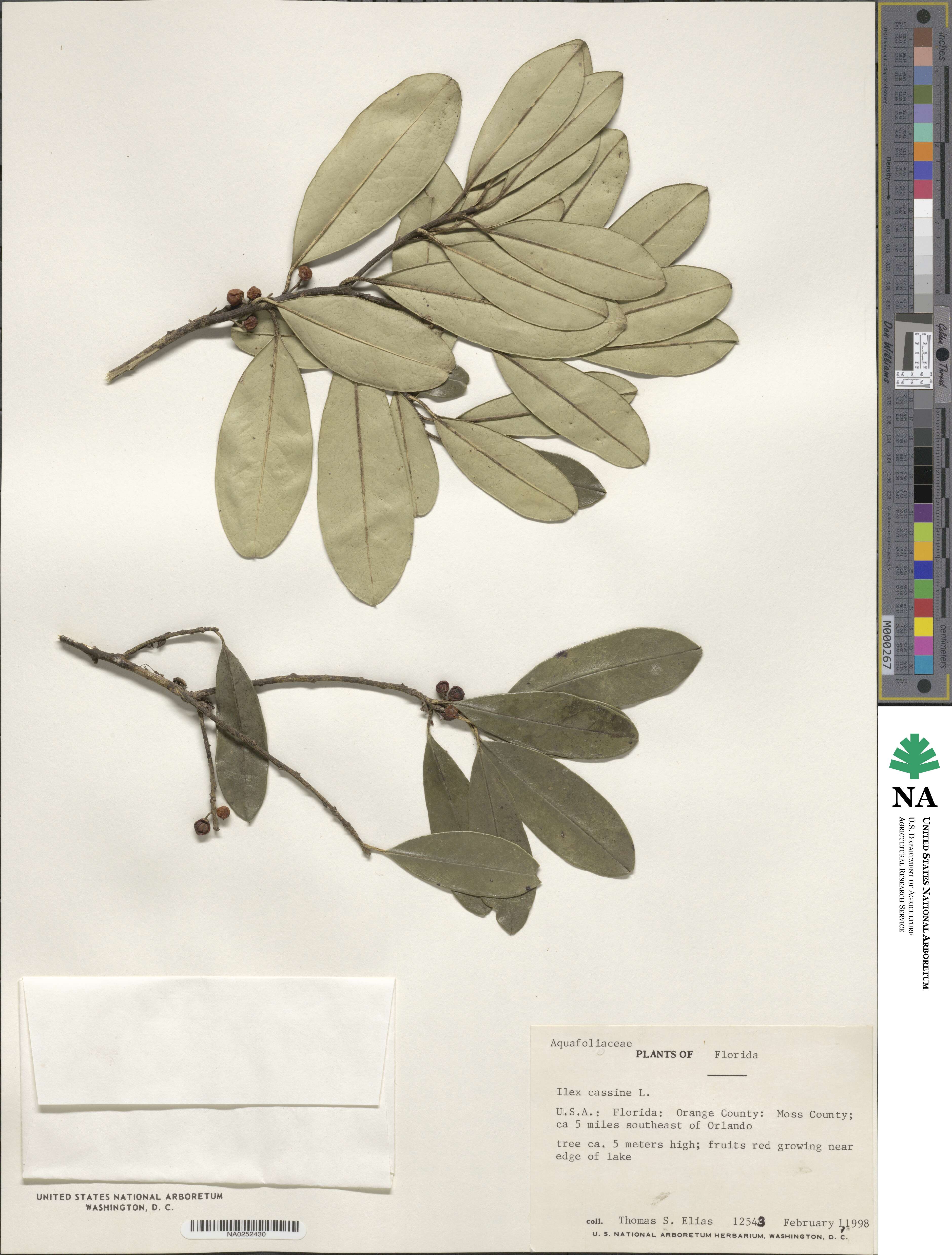 Ilex cassine var. latifolia image