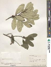 Ilex cassine var. latifolia image