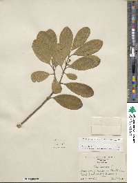 Ilex cassine var. latifolia image