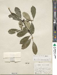 Ilex cassine image