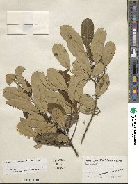 Ilex cassine var. latifolia image