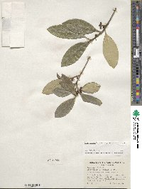 Ilex cassine var. latifolia image