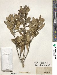 Ilex cassine var. latifolia image