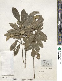 Ilex cassine var. latifolia image