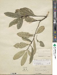 Ilex cassine var. latifolia image