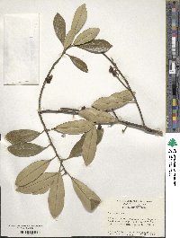 Ilex cassine image