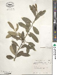 Ilex cassine image