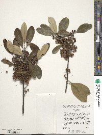 Ilex cassine image