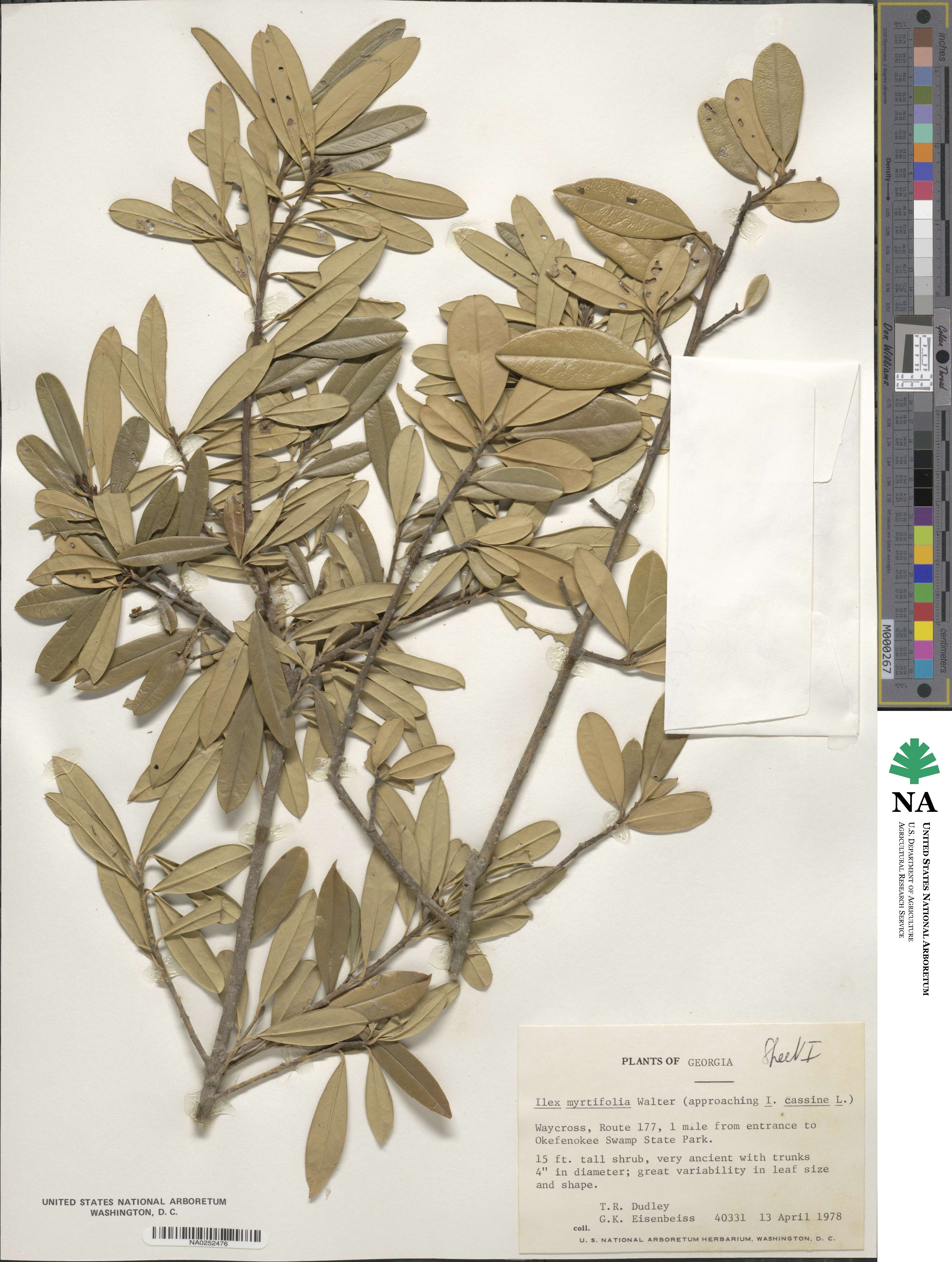 Ilex cassine subsp. cassine image