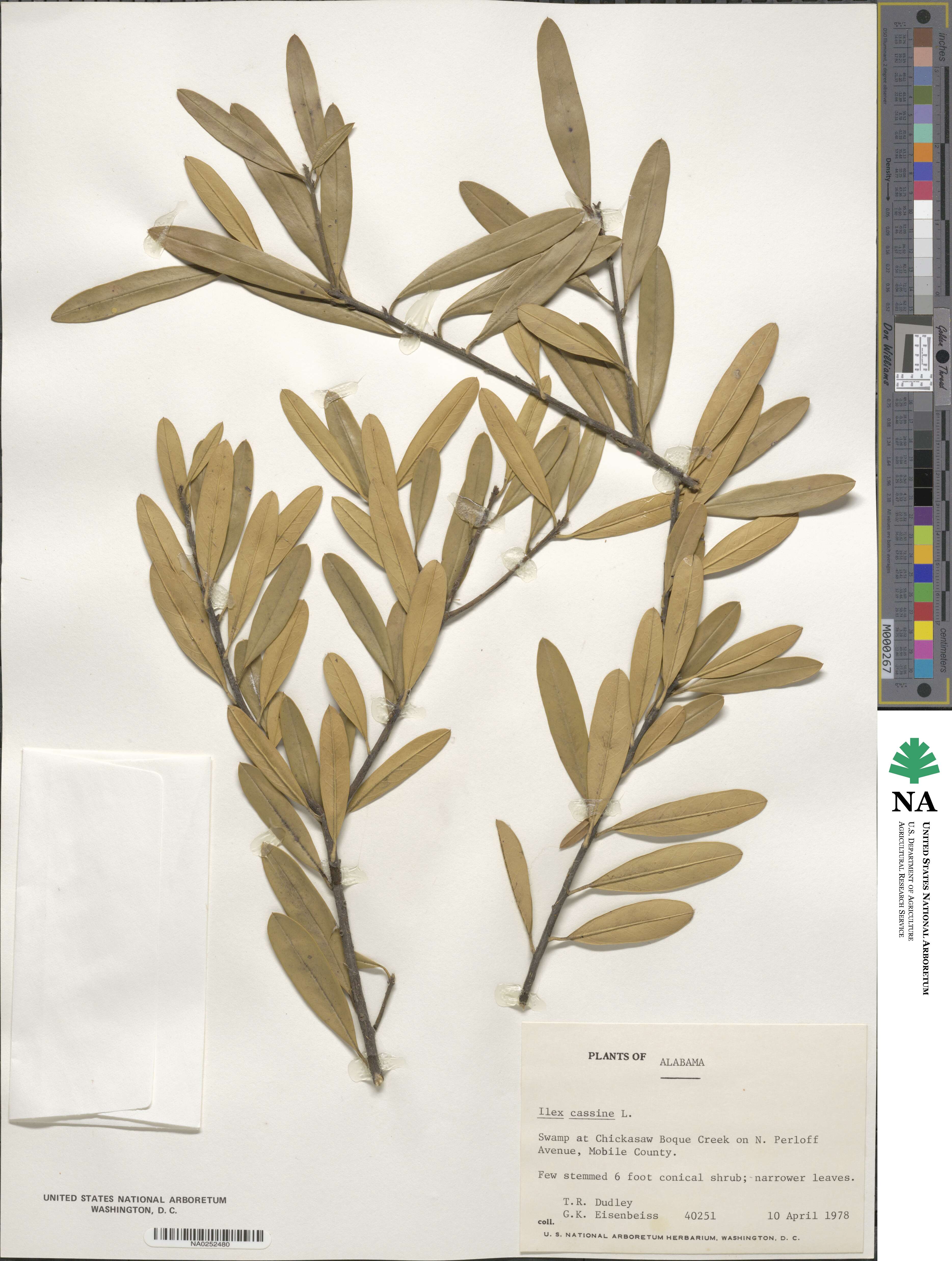 Ilex cassine subsp. cassine image