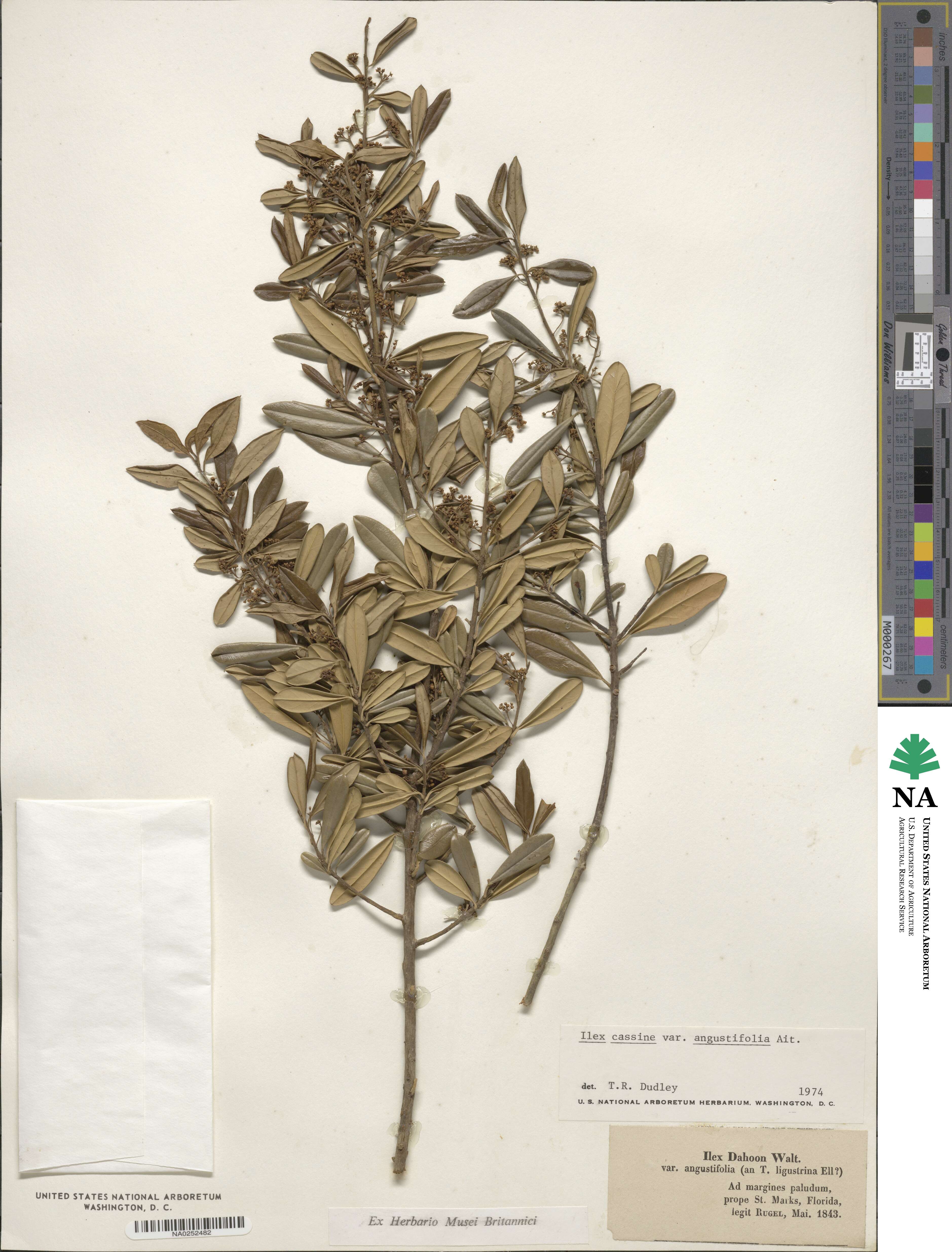 Ilex cassine subsp. cassine image