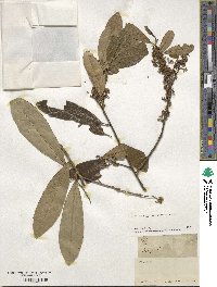 Ilex cassine var. latifolia image