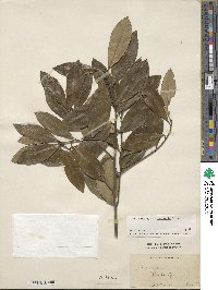 Ilex cassine var. latifolia image