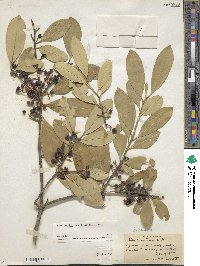 Ilex cassine var. latifolia image