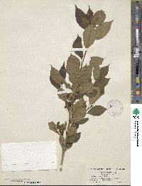 Ilex collina f. vantrompii image