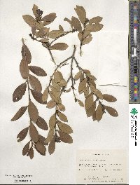 Ilex coriacea image