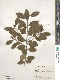 Ilex coriacea image