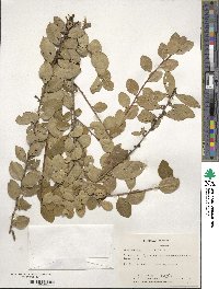 Ilex coriacea image