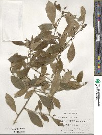 Ilex coriacea image