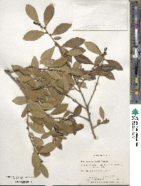 Ilex coriacea image