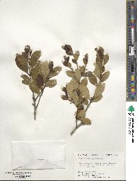 Ilex coriacea image
