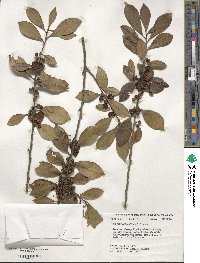 Ilex coriacea image