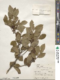 Ilex coriacea image