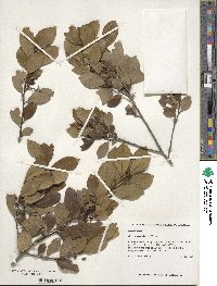 Ilex coriacea image