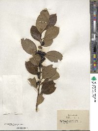 Ilex coriacea image