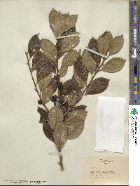 Ilex coriacea image