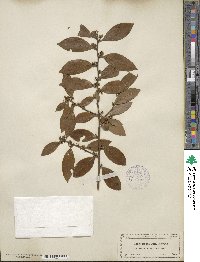 Ilex coriacea image