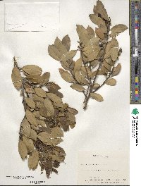 Ilex coriacea image