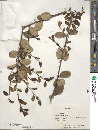 Ilex coriacea image