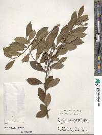 Ilex coriacea image