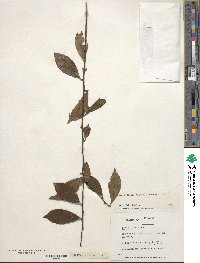Ilex coriacea image