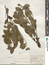 Ilex coriacea image