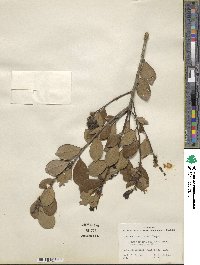Ilex coriacea image